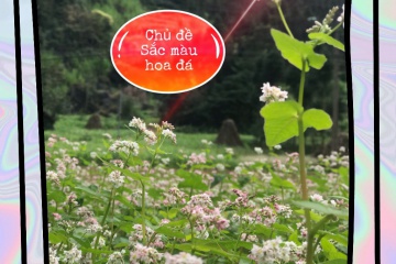 Tour Hà Giang / Mùa Hoa Tam Giác Mạch / Khởi Hành Thứ 4 Thứ 6 Hàng Tuần/