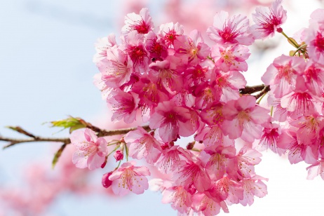 Bangkok Airways mở đường bay thẳng Hà Nội-Chiang Mai