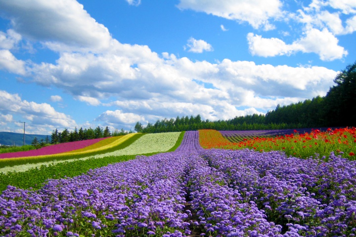 Tour Tokyo-Kawaguchi-Mt.fuji (Hái Trái Cây Theo Mùa)  2019